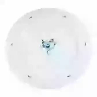 10" China Plate